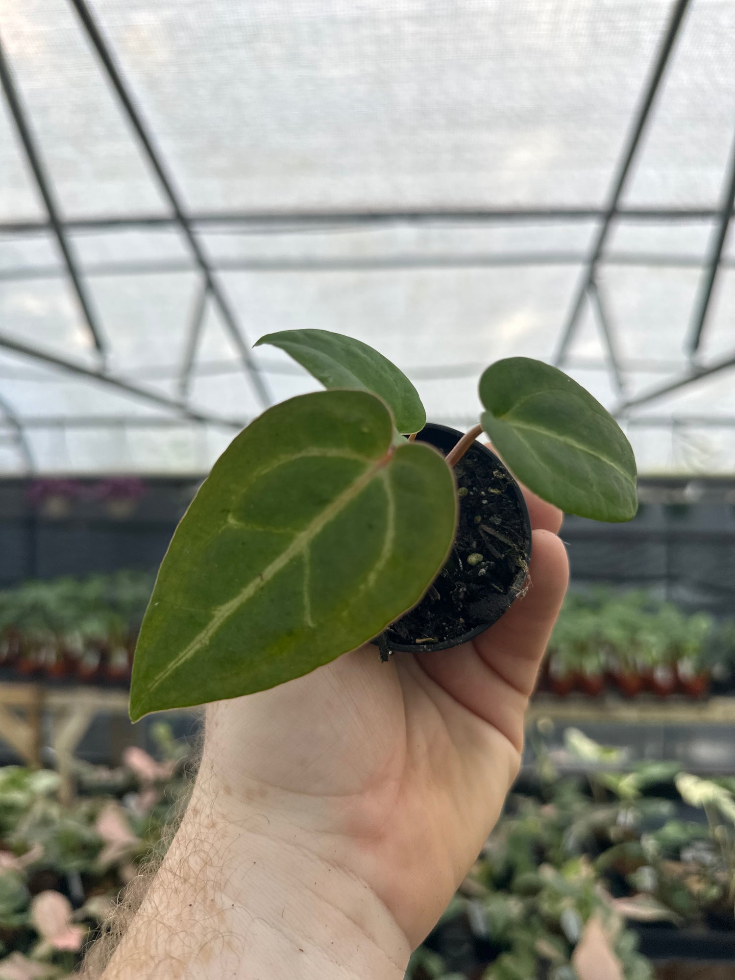 ace of spades anthurium 2” Anthurium 'Ace of Spades'