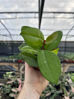 4" Hoya 'Freckles' - Canopy Plant Co.