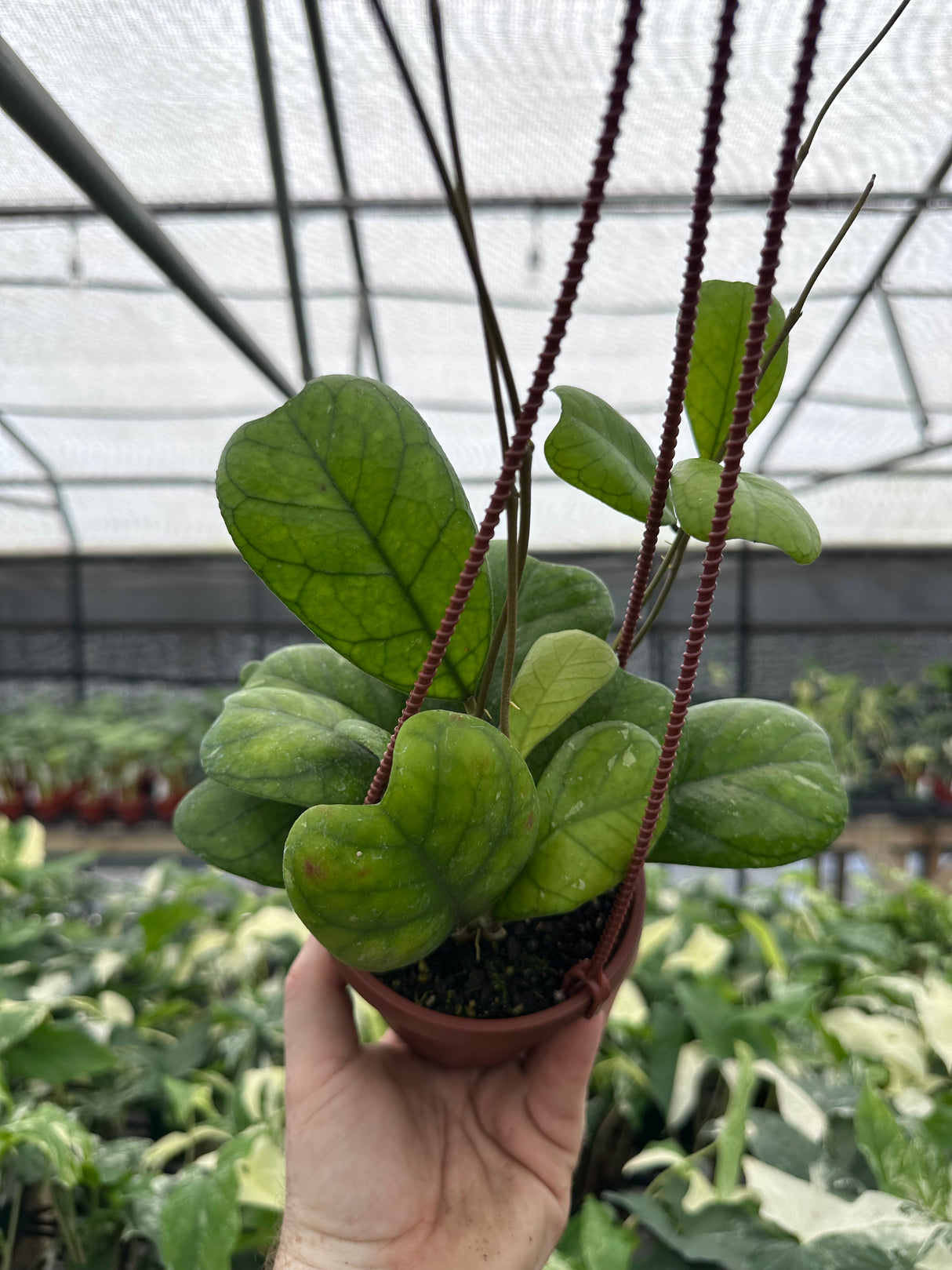 4" Hoya deykeae hanging basket