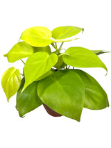 4" Philodendron hederaceum 'Lemon Lime'