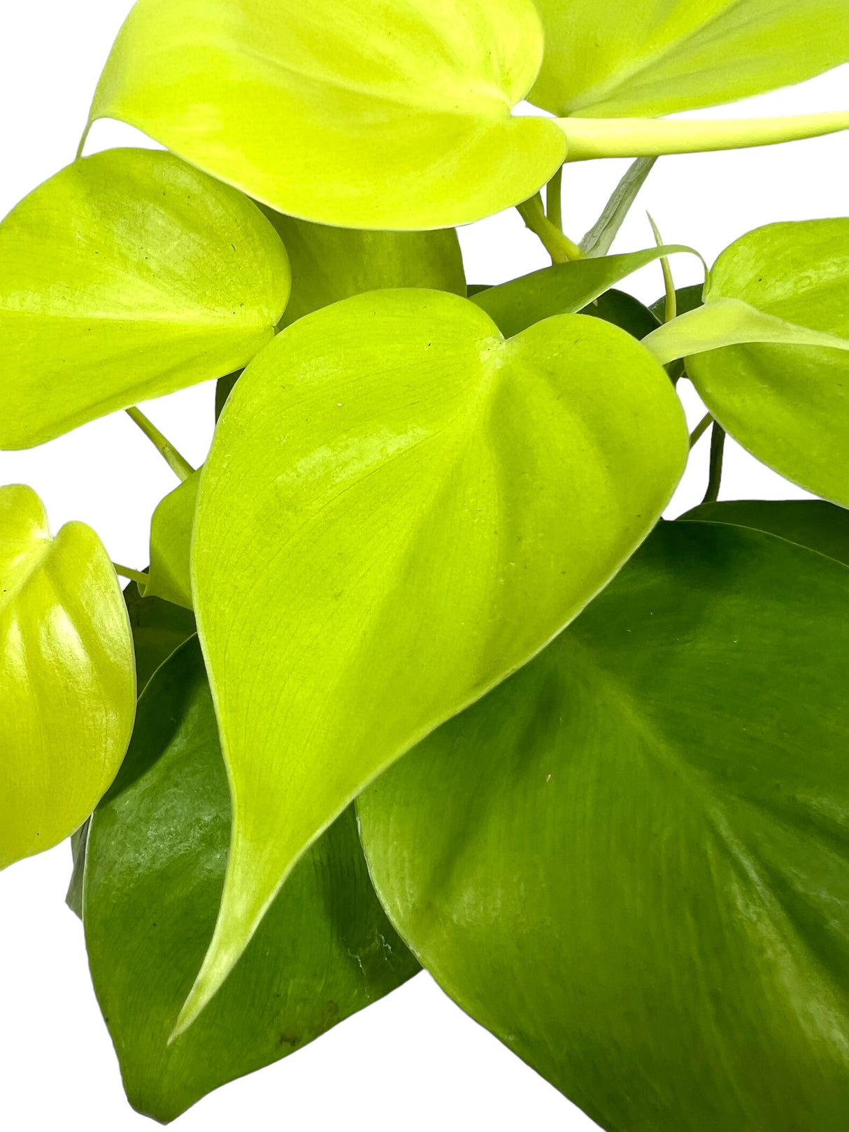 4" Philodendron hederaceum 'Lemon Lime'