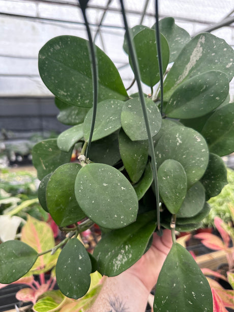 6" Hoya obovata 'Splash' hanging basket
