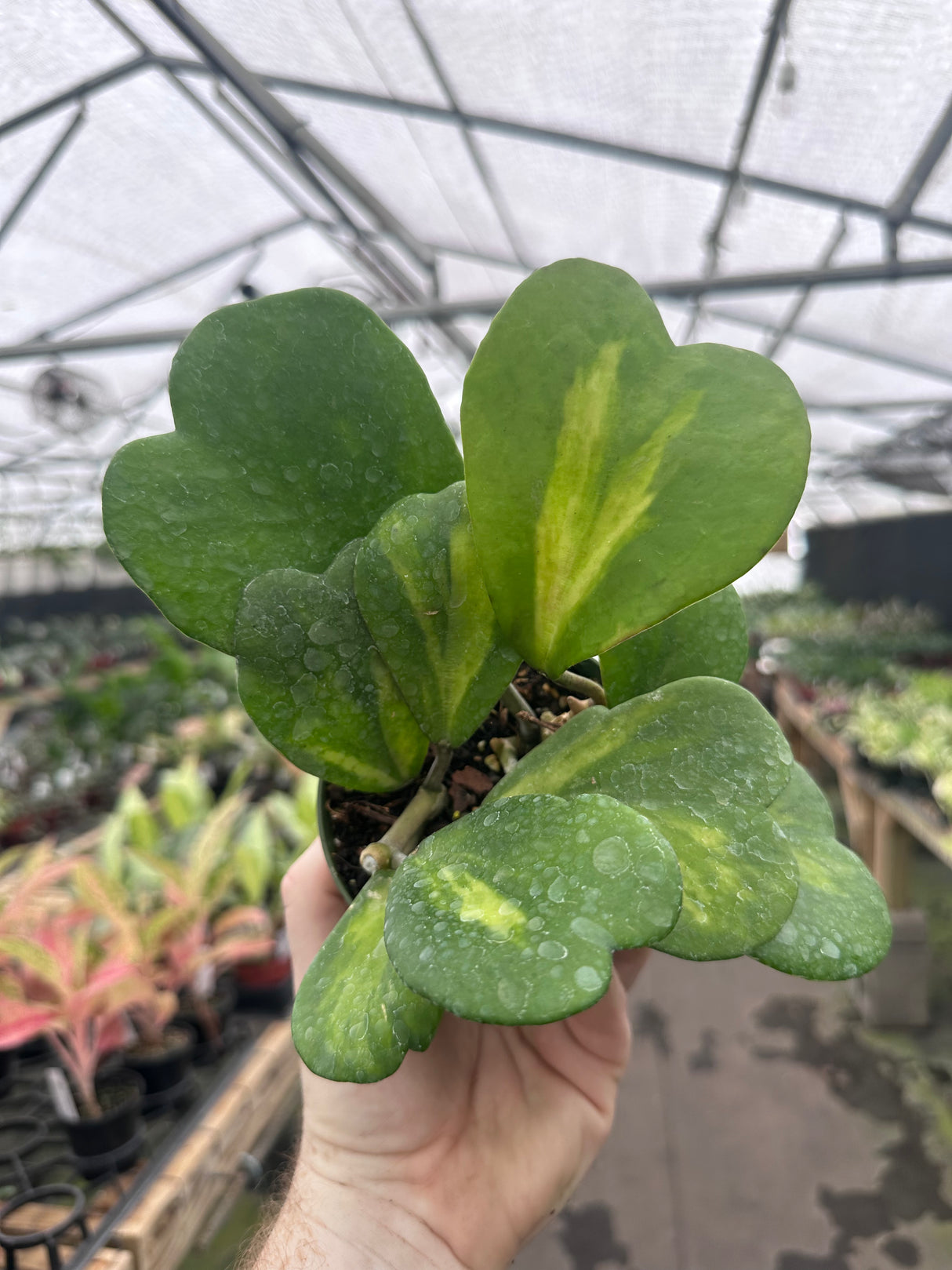 4” Hoya kerrii inner variegated - Canopy Plant Co.