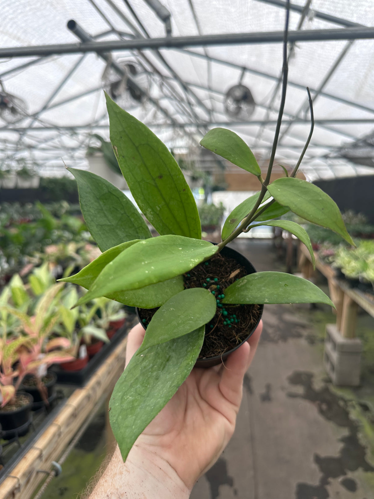 4” Hoya Jennifer (incrassata x finlaysonii)