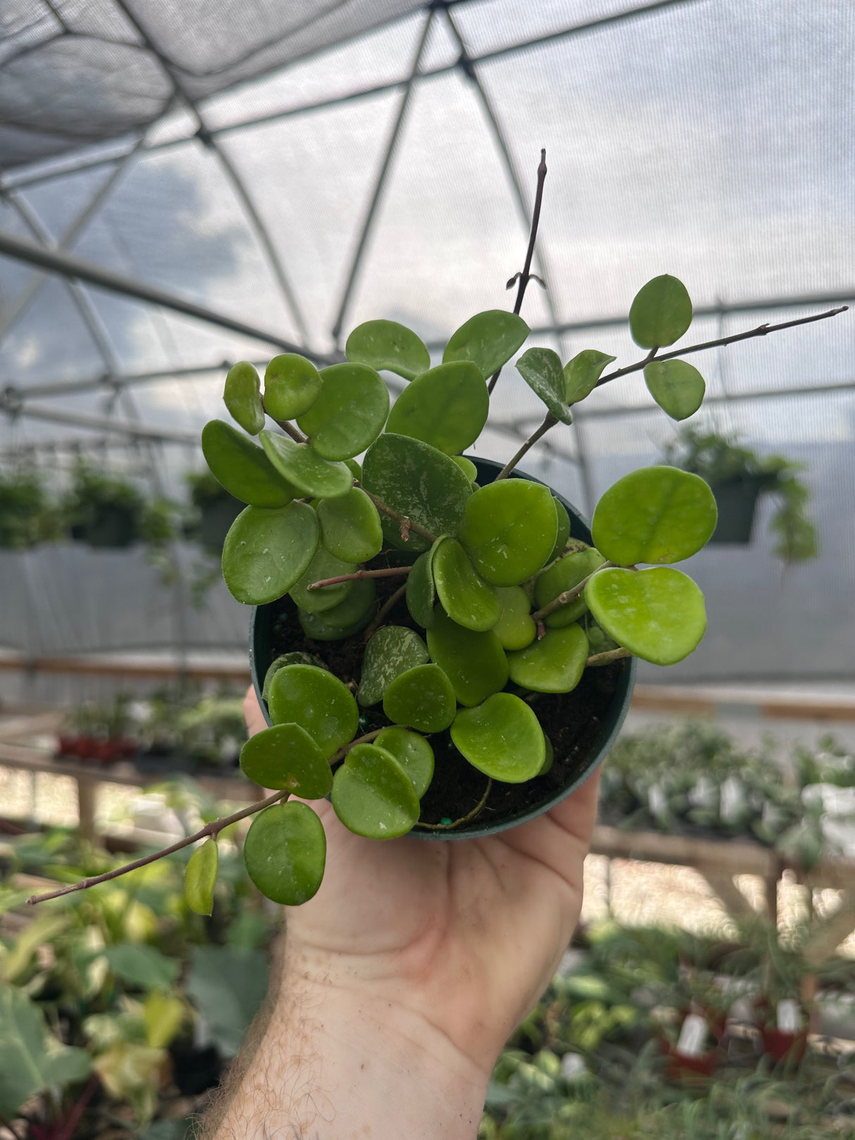 4” Hoya ‘Mathilde’ - Canopy Plant Co.