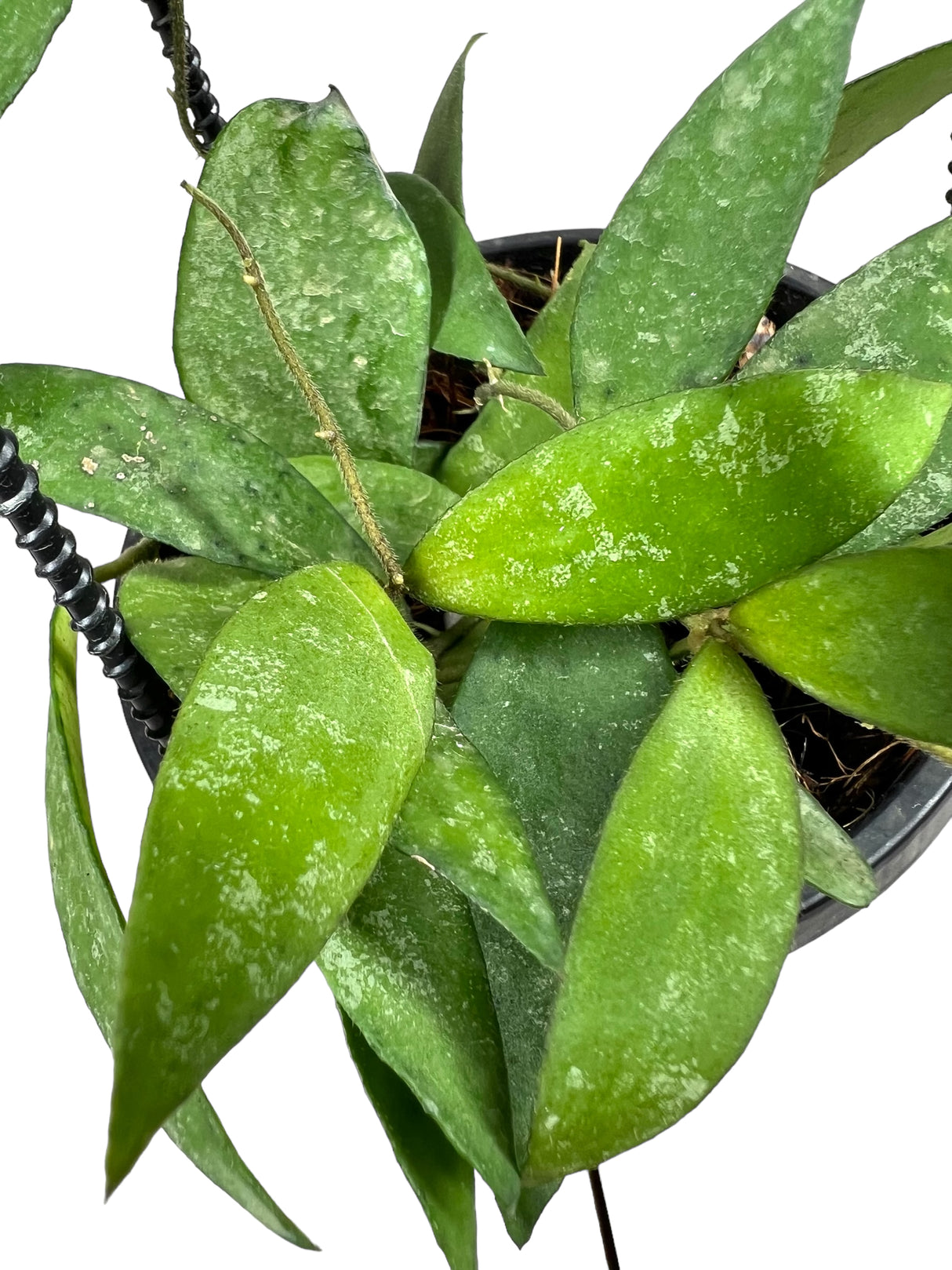 4" Hoya flagellata hanging basket