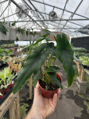 4” Alocasia princeps - Canopy Plant Co.