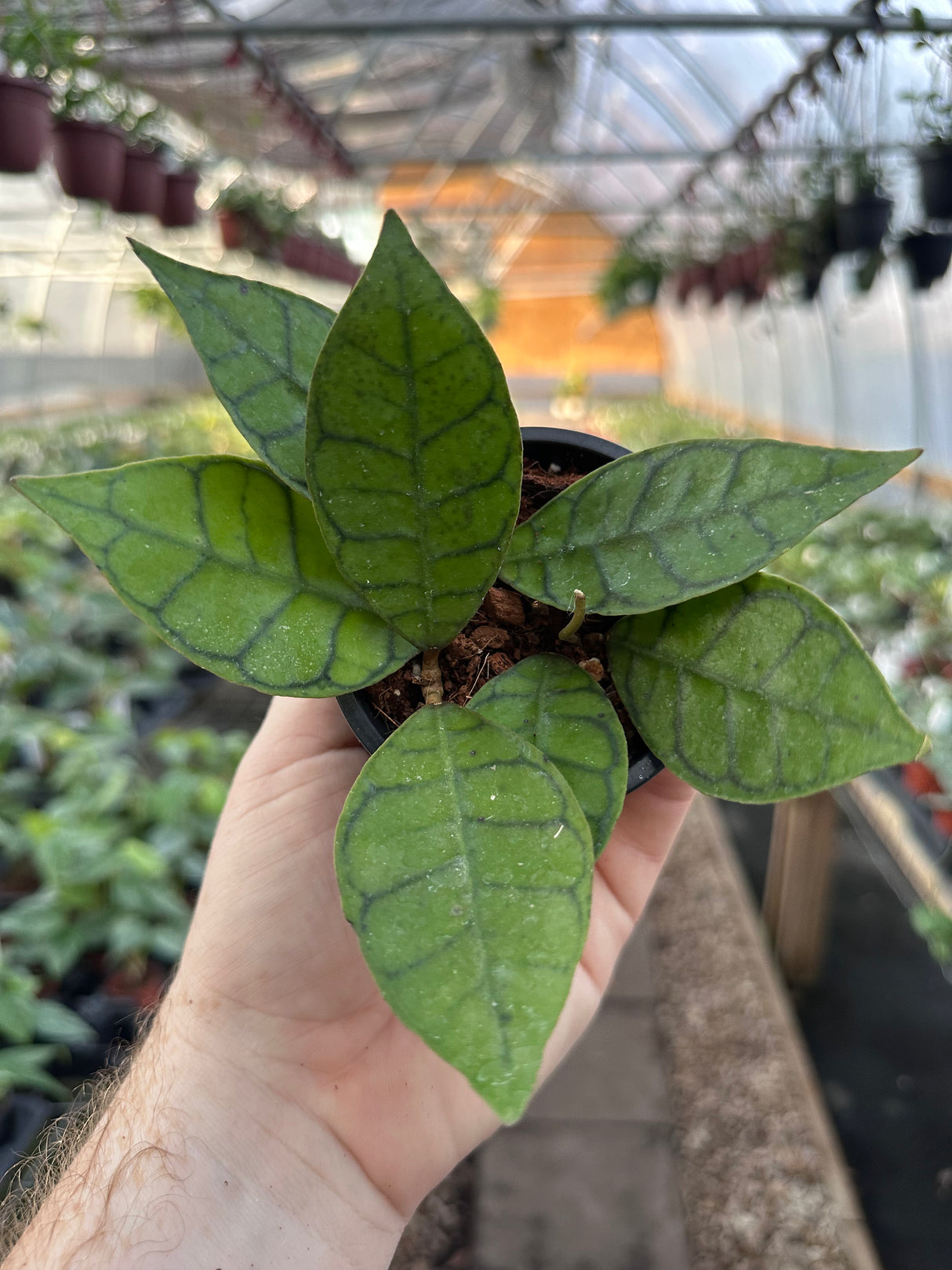 3" Hoya callistophylla