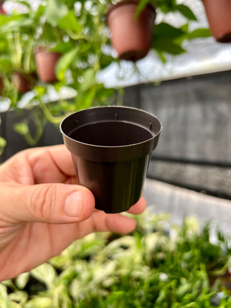 2" Grow Pot (10 pack) - Canopy Plant Co.
