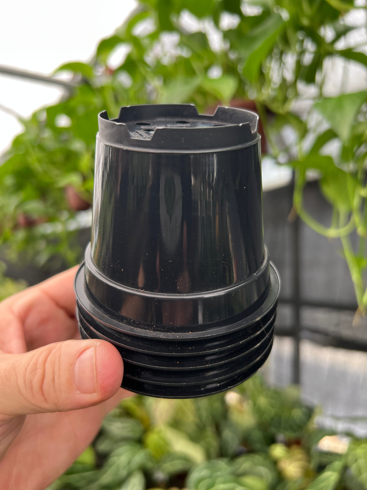 3" Grow Pot (5 pack)