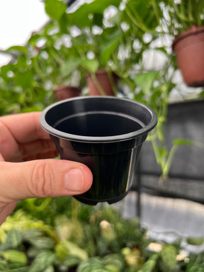3" Grow Pot (5 pack) - Canopy Plant Co.