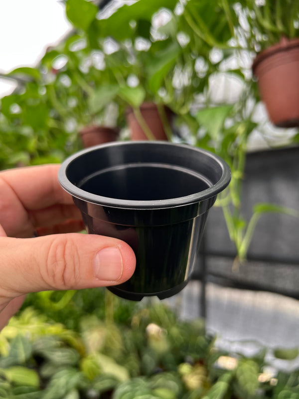 long plant pots plastic 3" Grow Pot (5 pack)