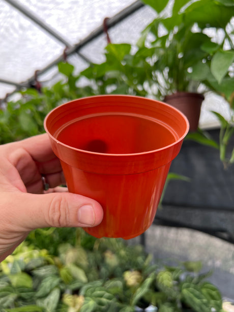 4" Grow Pot (5 pack) - Canopy Plant Co.