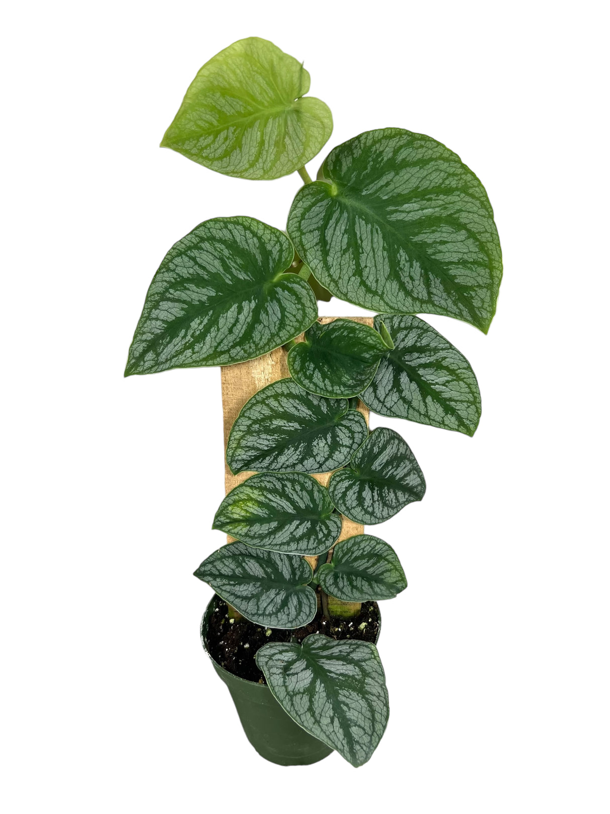 4" Monstera dubia