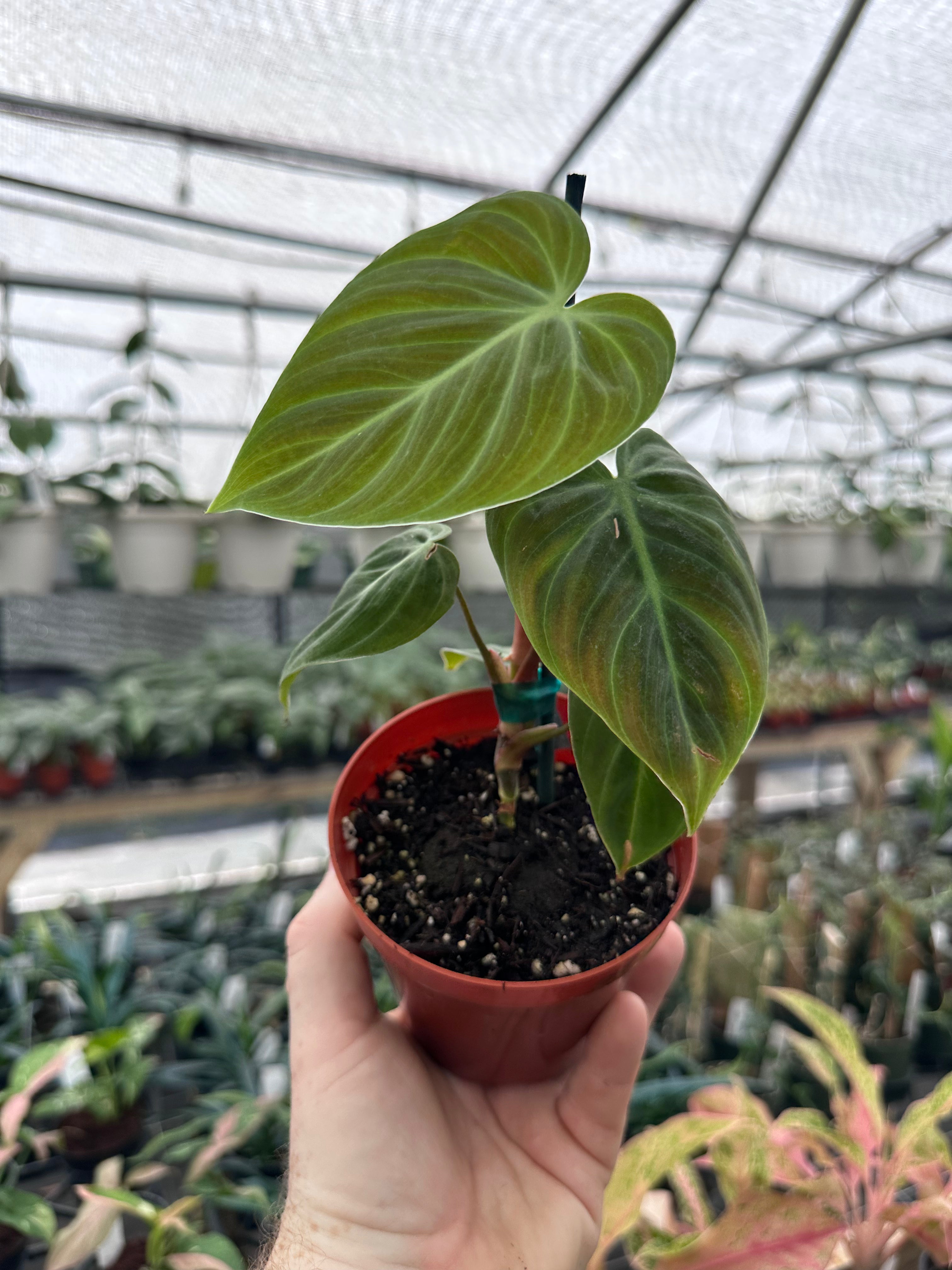 トールペイント作品　Berry Plants Rare and Uncommon Plants – Page 2 – Canopy Plant Co.