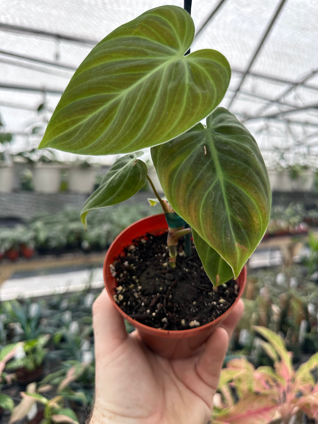 4” Philodendron rubrijuvenile 'El Choco' – Canopy Plant Co. 4” Philodendron rubrijuvenile 'El Choco' – Canopy Plant Co.