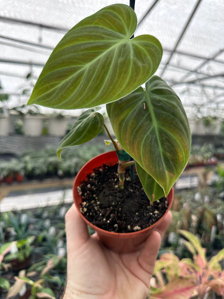 4” Philodendron rubrijuvenile 'El Choco' - Canopy Plant Co.