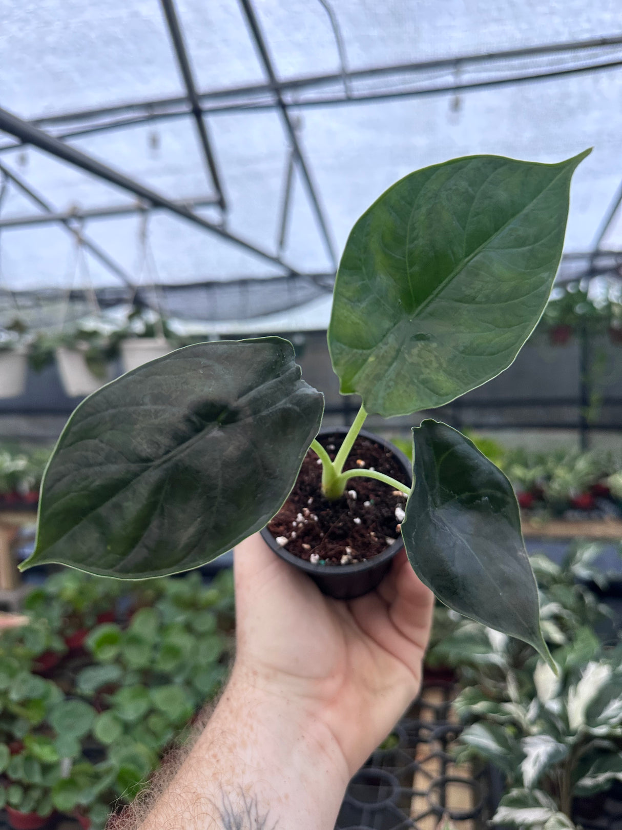 3” Alocasia ‘Green Unicorn’ (azlanii x ‘Dragon Scale’) - Canopy Plant Co.