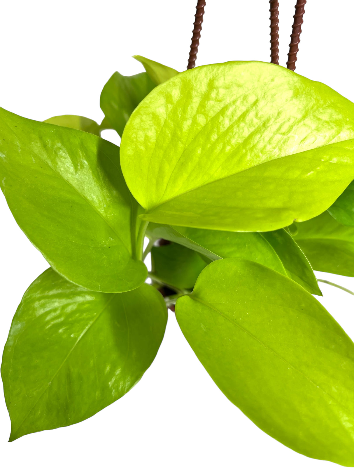 4" Pothos Neon hanging basket