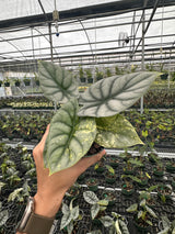 4" Alocasia 'Silver Dragon' variegated