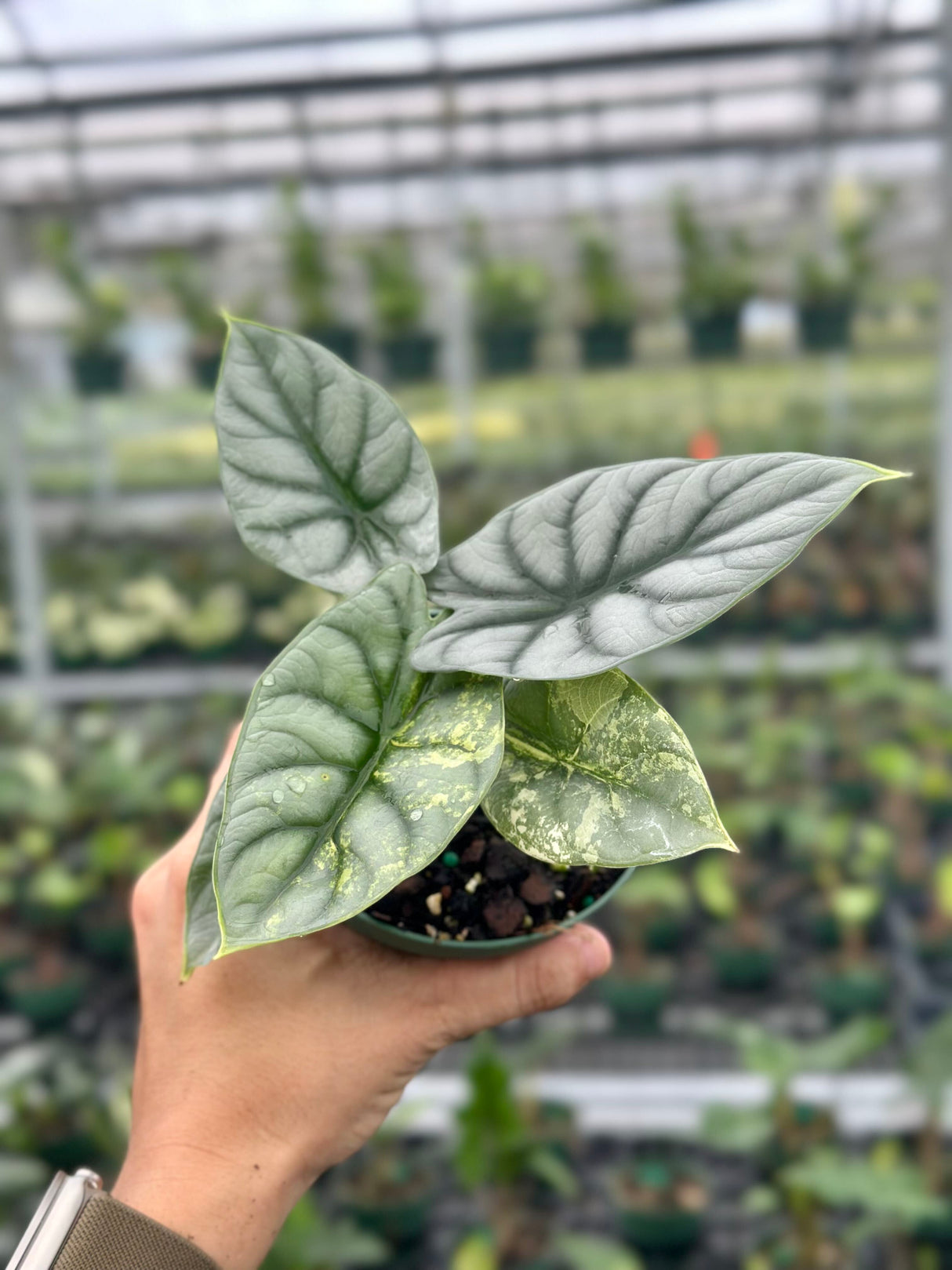 4" Alocasia 'Silver Dragon' variegated