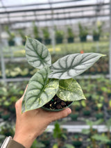 4" Alocasia 'Silver Dragon' variegated