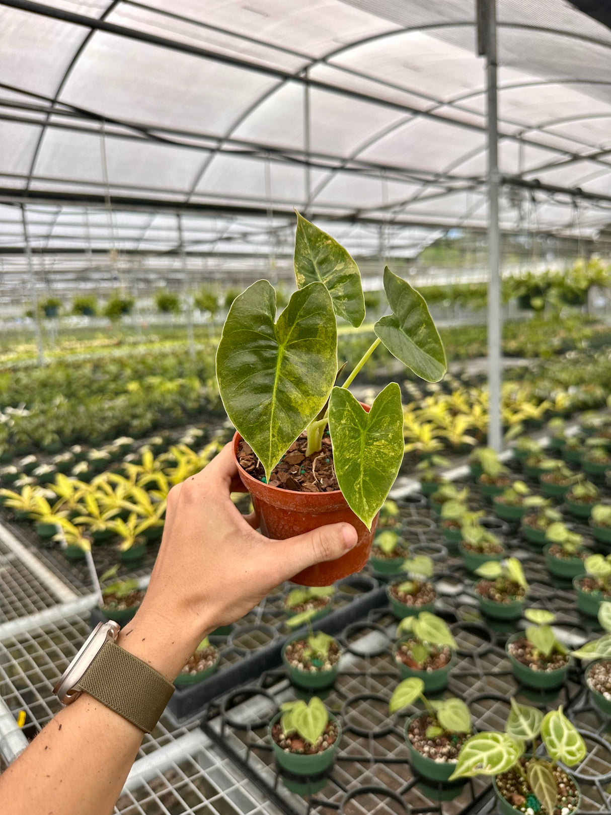 alocasia golden bone variegated 2