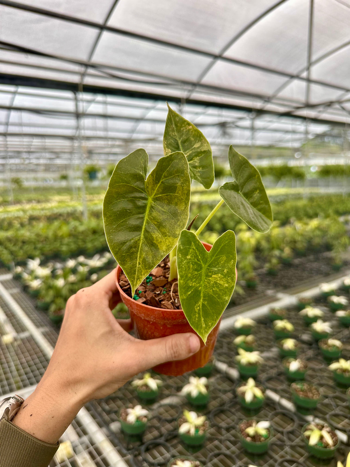 alocasia golden bone variegated 1