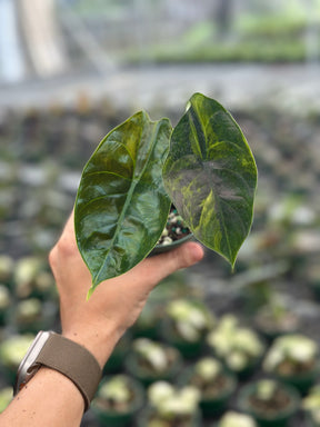 alocasia green unicorn variegated 2