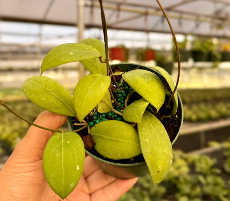 4" Hoya verticillata
