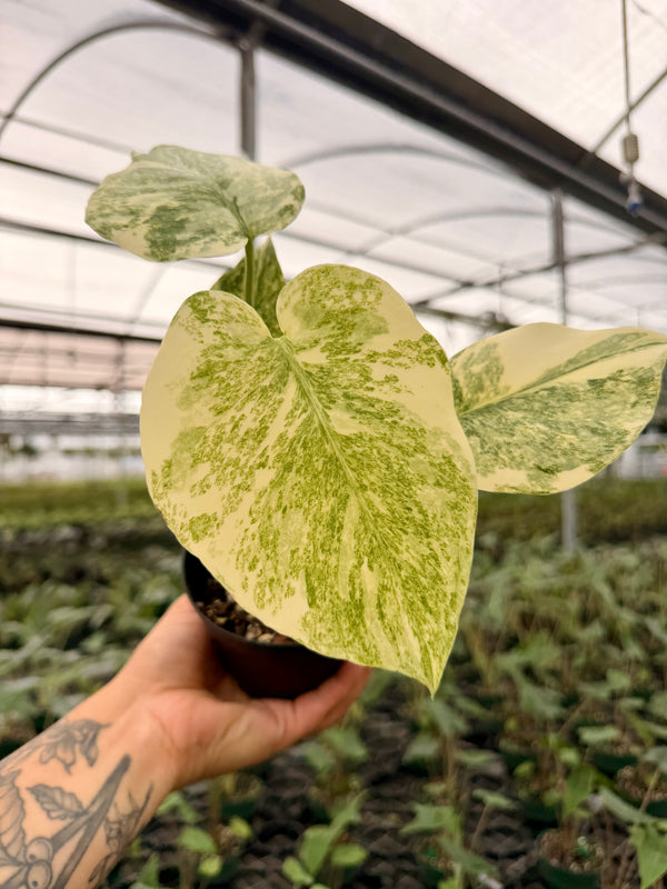4" Monstera 'Legacy'