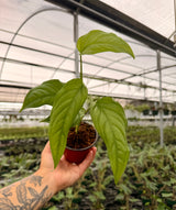 4” Monstera acacoyaguensis