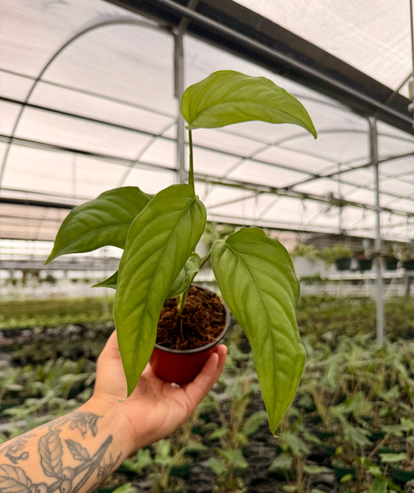 4” Monstera acacoyaguensis