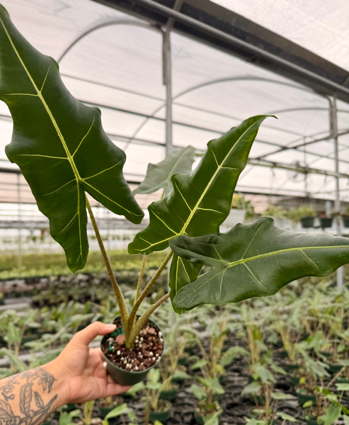 4" Alocasia 'Sarian'