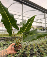 4" Alocasia 'Sarian'