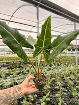 4" Alocasia 'Sarian'