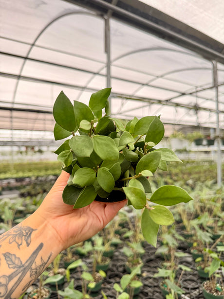 4" Hoya nummularioides