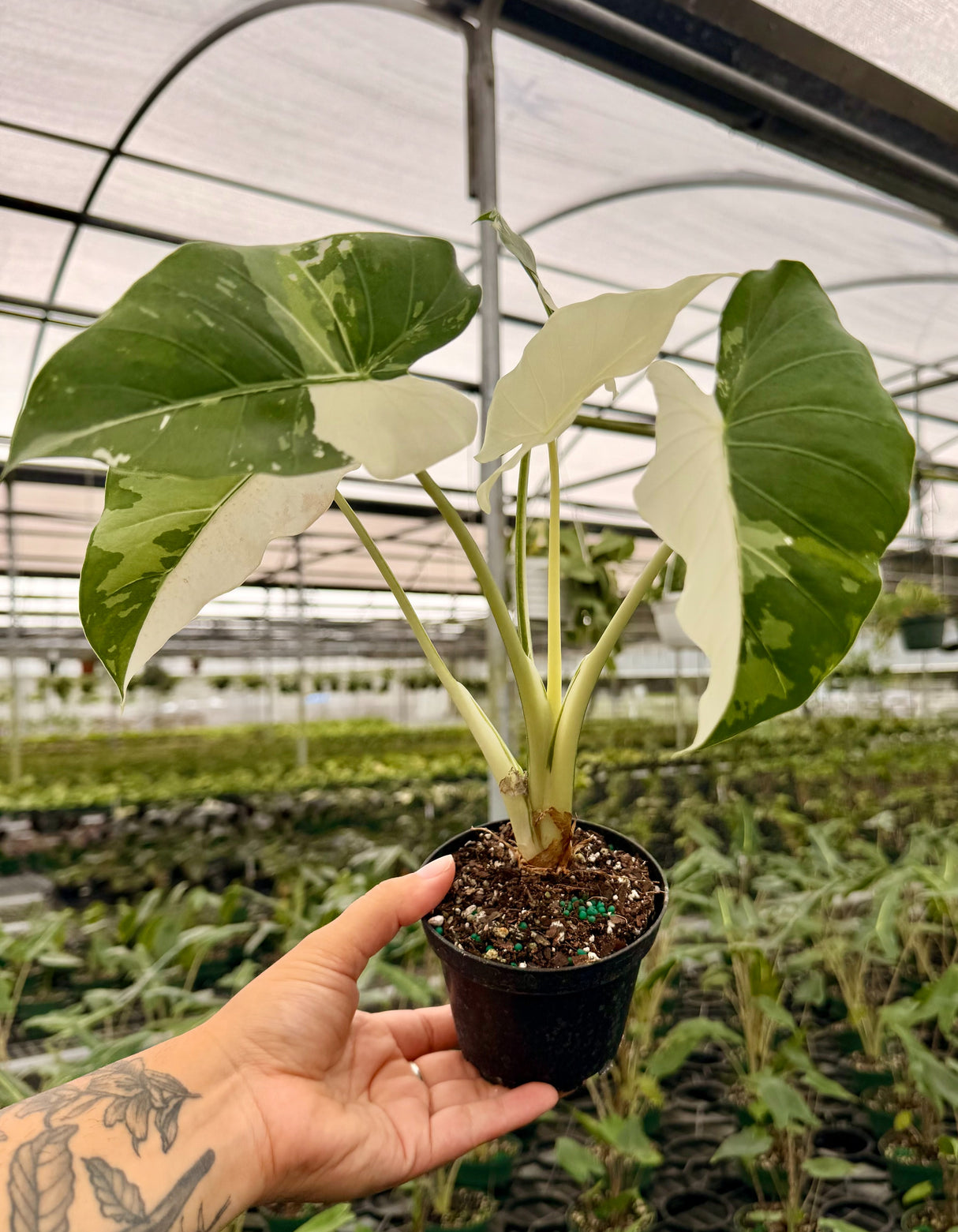 4” Alocasia 'Okinawa Silver'