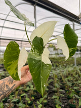 4” Alocasia 'Okinawa Silver'