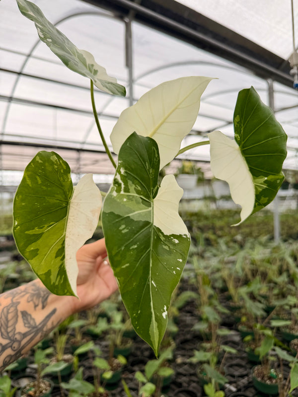 4” Alocasia odora 'Okinawa Silver'