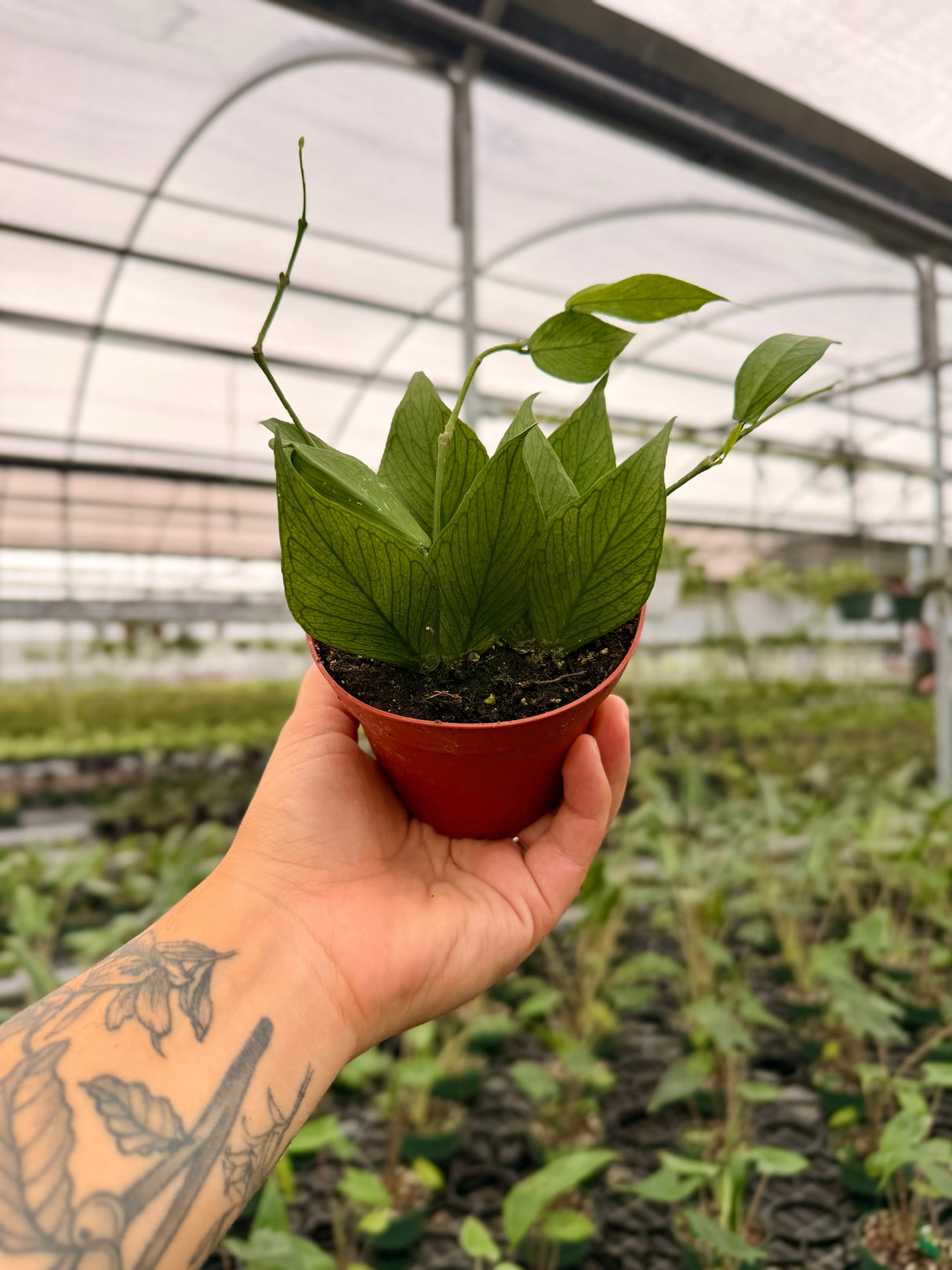 4" Hoya polyneura