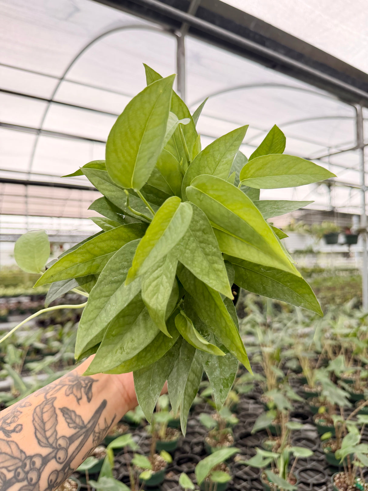 4” Pothos ‘Cebu Blue’
