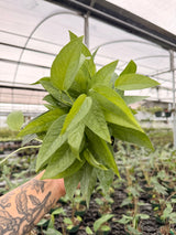 4” Pothos ‘Cebu Blue’