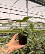 4” Philodendron ‘Lime Fiddle’