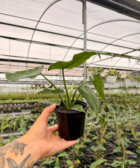 4” Philodendron ‘Lime Fiddle’