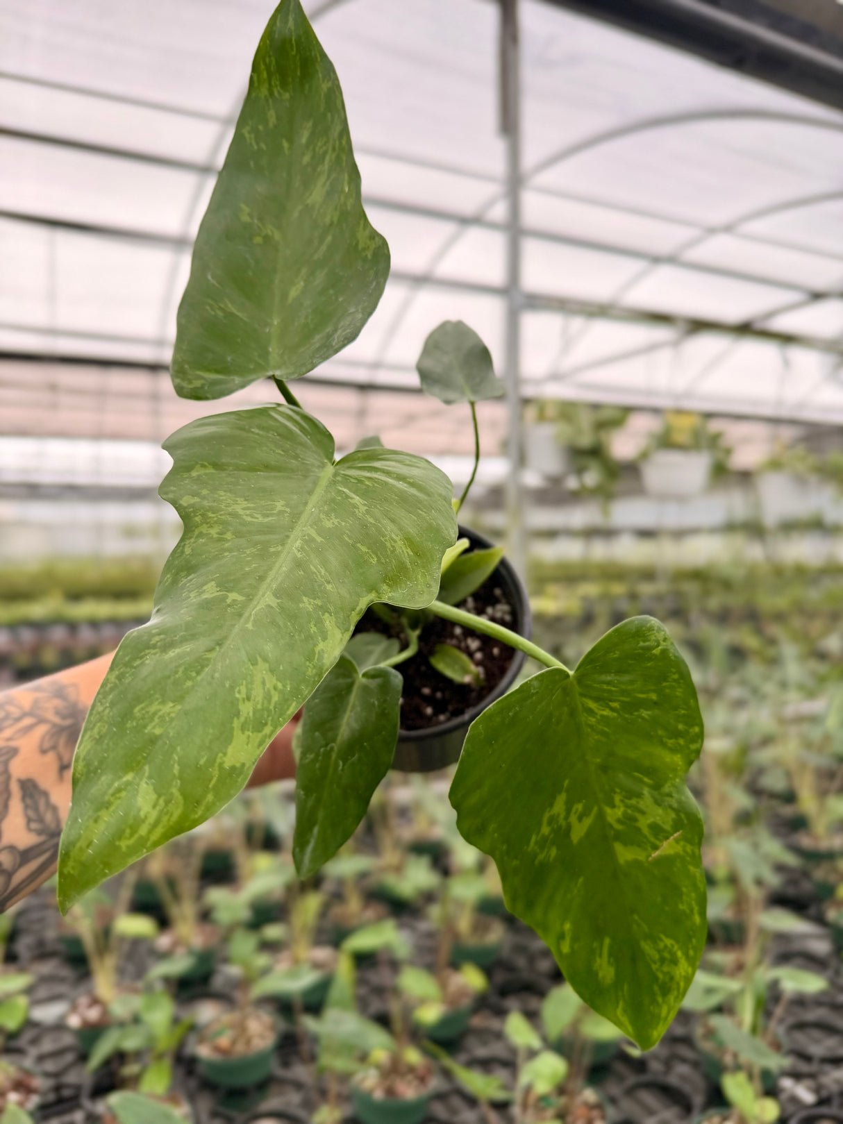 4” Philodendron ‘Lime Fiddle’