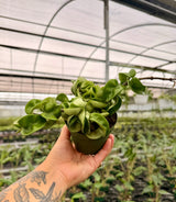 4" Hoya compacta 'Rope'