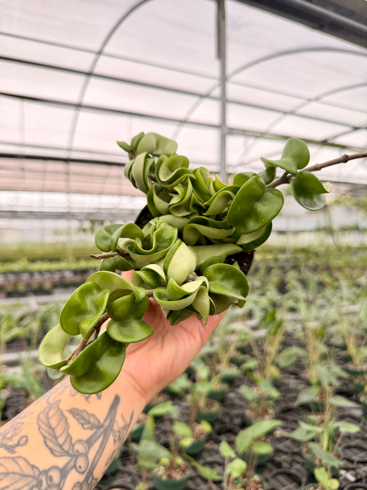 4" Hoya compacta 'Rope'