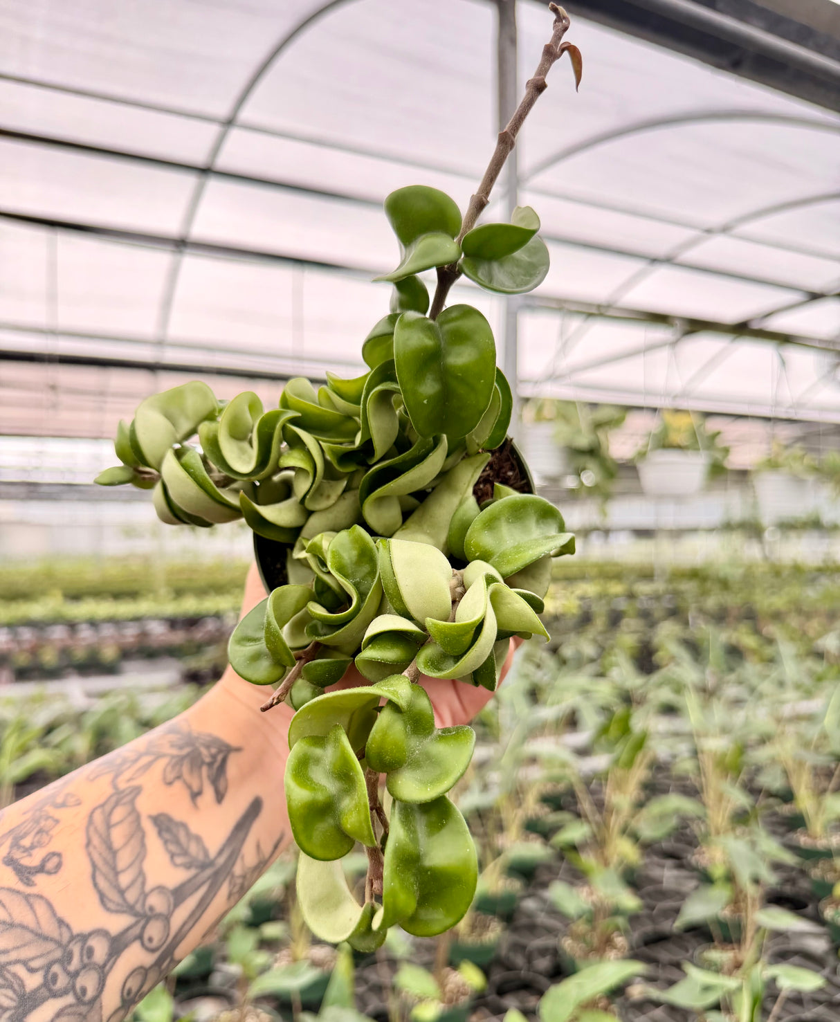 4" Hoya compacta 'Rope'
