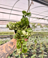 4" Hoya compacta 'Rope'